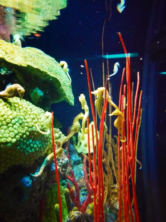 Chattanooga's Tennessee Aquarium: The Best Family Fish-perience