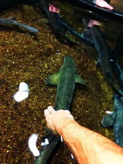 Sturgeon Touch Tank Tennessee Aquarium 1