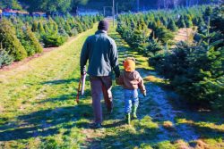 Hunting for the perfect Christmas tree is a wonderful holiday tradition, it supports local sustainable farms and creates lasting Christmas memories. 2traveldads.com