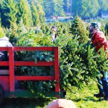 Collecting Christmas trees at Henry's tree farm Kingston, WA