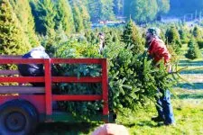 Collecting Christmas trees at Henry's tree farm Kingston, WA