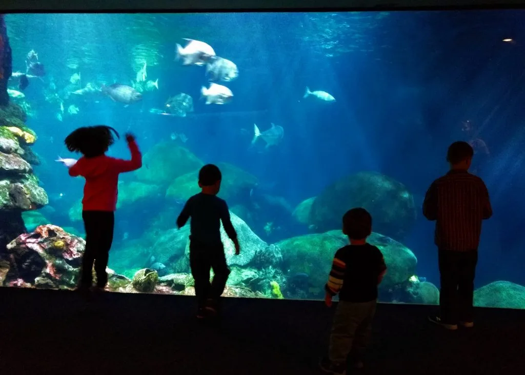 Taylor Kids at Ocean Journey Tennessee Aquarium 1