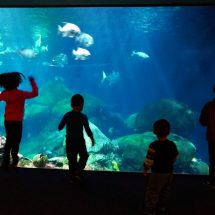 Taylor Kids at Ocean Journey Tennessee Aquarium 1