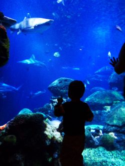 Taylor Kids at Ocean Journey Tennessee Aquarium 4