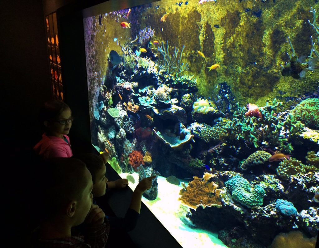 Taylor Kids at Secret Reef Tank Ocean Journey Tennessee Aquarium 1
