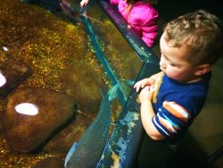 Taylor Kids at Sturgeon touch tank Tennessee Aquarium 1