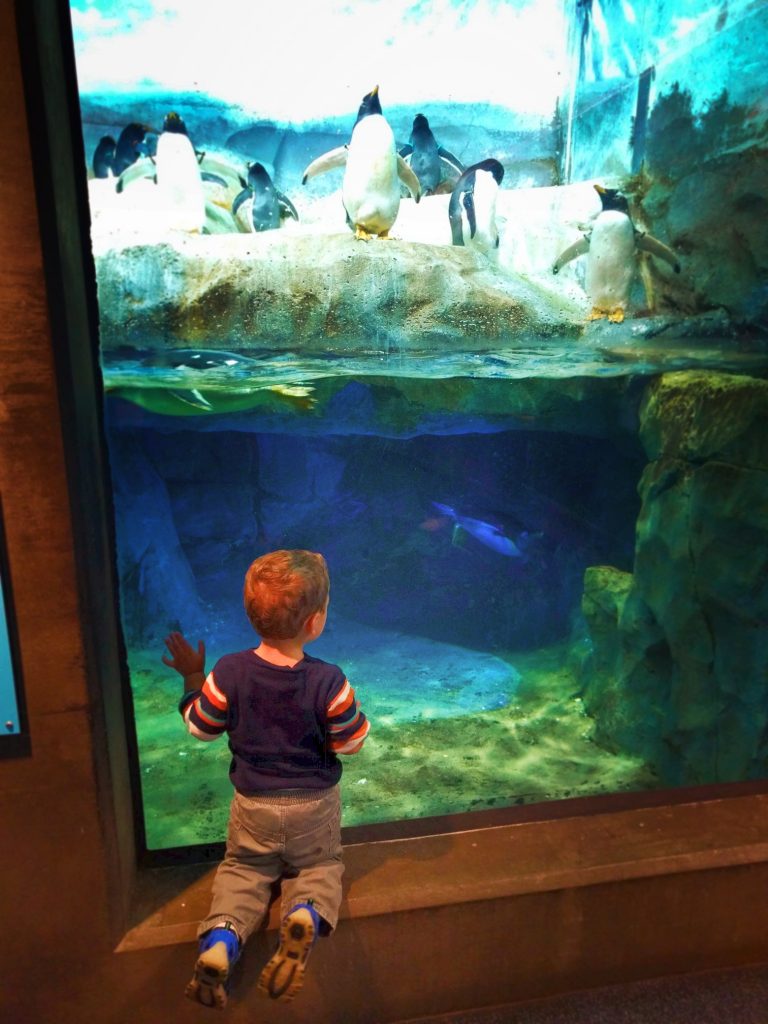 Taylor Kids with Penguins at Tennessee Aquarium 2