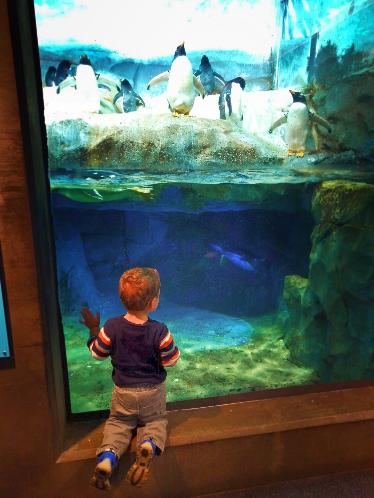 Taylor Kids with Penguins at Tennessee Aquarium 2