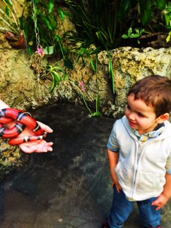 Taylor kids touching king snake at Tennessee Aquarium 1