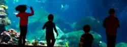 The USA has many aquariums, but the Tennessee Aquarium in Chattanooga provides the best collection of species with learning and visible conservation effort.