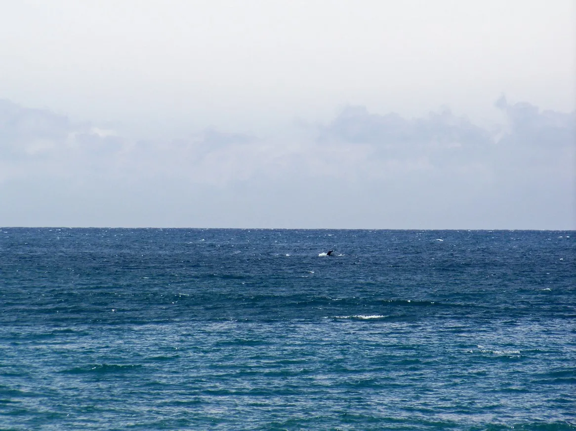 Whales heading for the Pacific Ocean