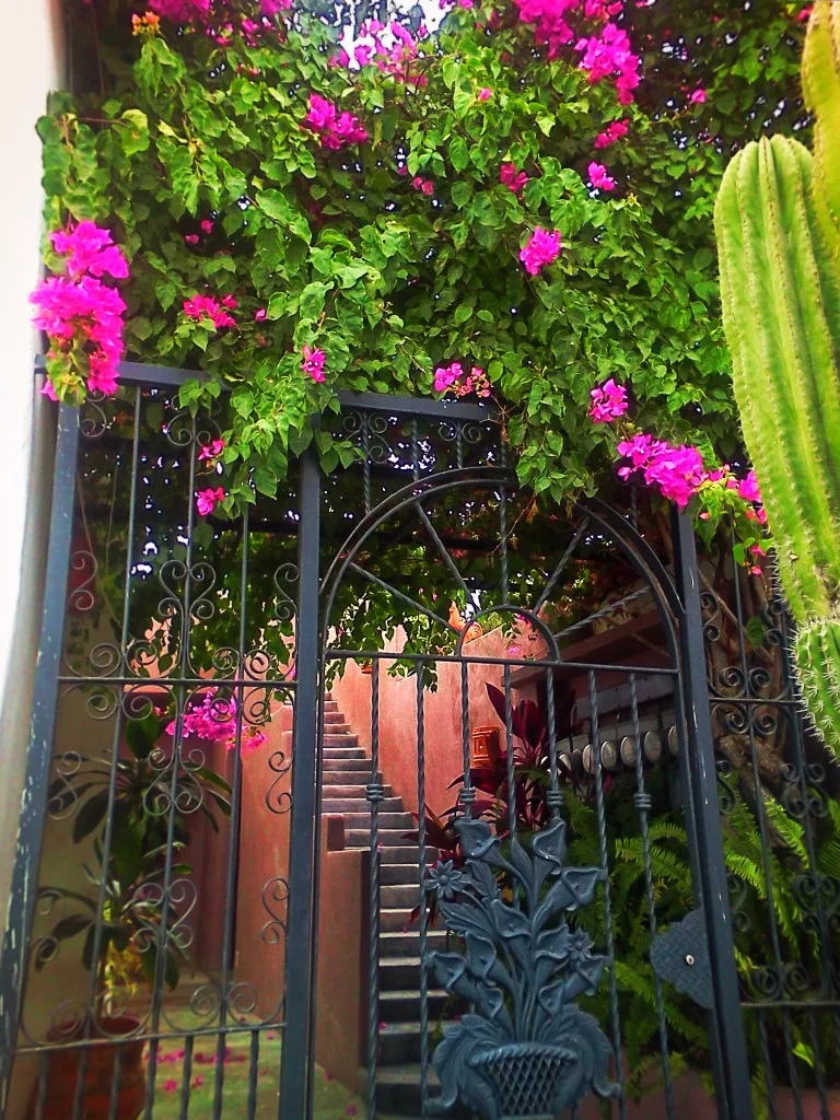 Iron gate and Bouganvilla in Todos Santos Baja California Sur 1