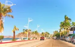 Palm Trees on the Malecon La Paz Baja California Sur 1