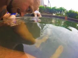 Rob Taylor in fish bath at Taibai Mountain Hot Springs Resort Baoji 1