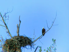 Bald Eagle with Nest Olympic Peninsula 1