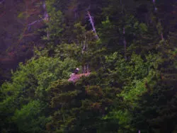 Bald Eagle with Nest Olympic Peninsula 2