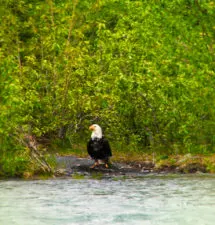 Bald Eagle with Catch on shore Olympic Peninsula 2