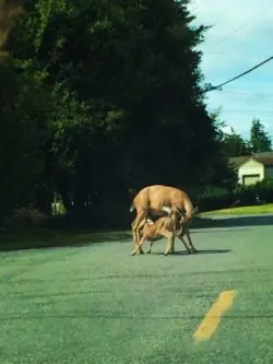 Doe and Fawn Deer in Port Townsend Olympic Peninsula 1