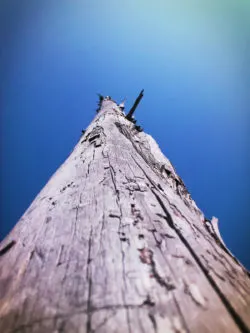 Driftwood at Dungeness National Wildlife Refuge Sequim WA 1