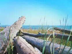 Driftwood at Dungeness National Wildlife Refuge Sequim WA 2