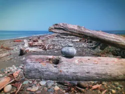 Driftwood at Dungeness National Wildlife Refuge Sequim WA 3