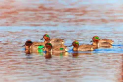 Ducks at lagoon at Dungeness National Wildlife Refuge 2