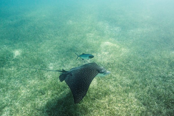 Eagle Ray Smiths Reef Turks and Caicos VisitTCI