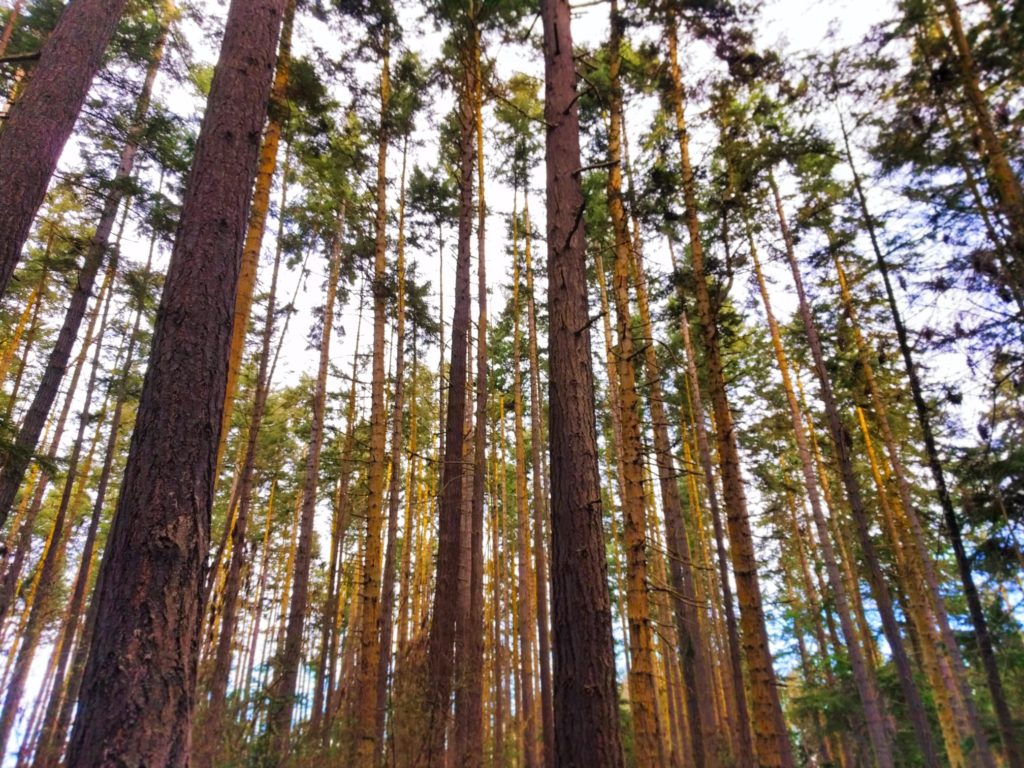 Dungeness National Wildlife Refuge: PNW nature at its finest