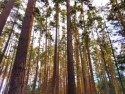 Forest at Dungeness Spit National Wildlife Refuge Sequim 1