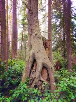 Forest at Dungeness Spit National Wildlife Refuge Sequim 2