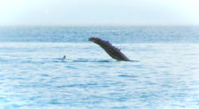 Humback whale in Strait of Juan de Fuca 1