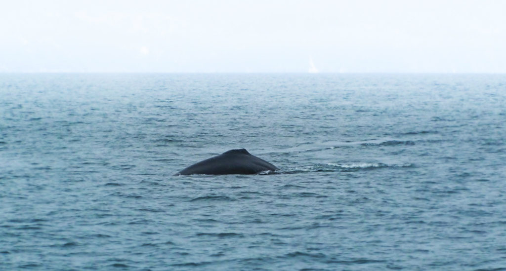 Humback whale in Strait of Juan de Fuca 2