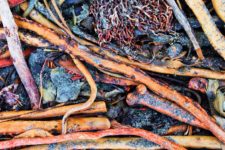 Kelp and driftwood at Dungeness Spit National Wildlife Refuge Sequim 1