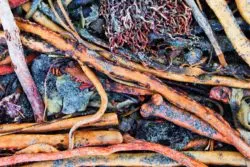 Kelp and driftwood at Dungeness Spit National Wildlife Refuge Sequim 1