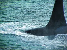 Orcas in Strait of Juan de Fuca 3