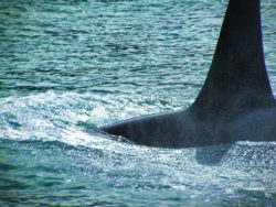 Orcas in Strait of Juan de Fuca 3