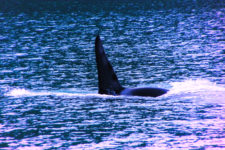 Orcas in Strait of Juan de Fuca 2