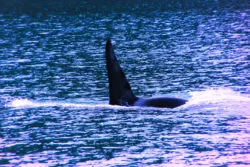 Orcas in Strait of Juan de Fuca 2