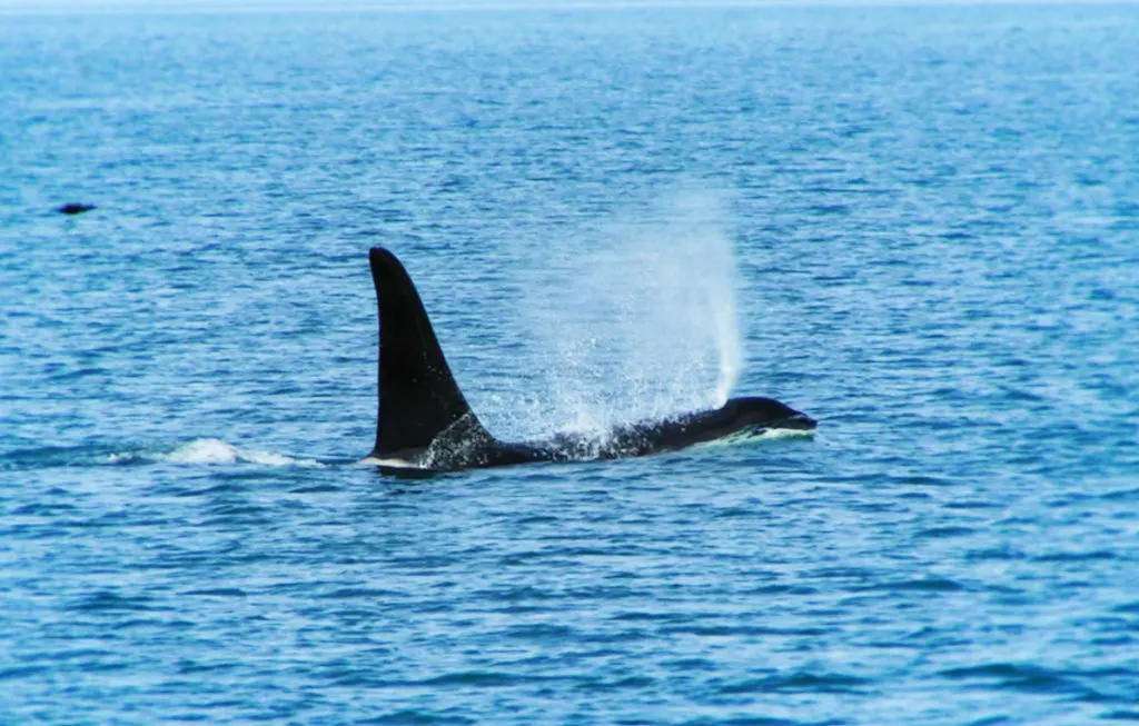 Orcas in Strait of Juan de Fuca 1