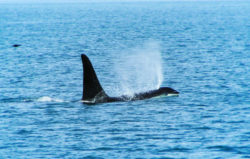 Orcas in Strait of Juan de Fuca 1