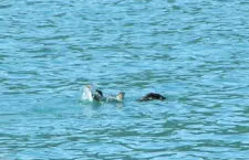 Splashing otter in Strait of Juan de Fuca 1