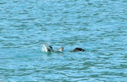 Splashing otter in Strait of Juan de Fuca 1