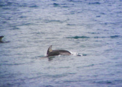 Pacific White Sided Dolphin in Strait of Juan de Fuca 1