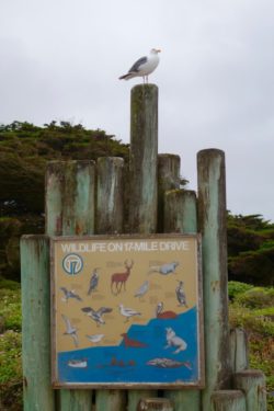 17 Mile Drive Sign Passports and Plates 1