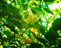 Angel Trumpet Flowers Telegraph Hill San Francisco 3