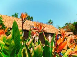 Birds of Paradise in Gardens at Mission San Juan Capistrano 1