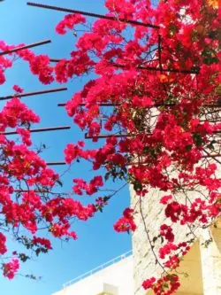 Bouganvillia at the Getty Center Los Angeles 1