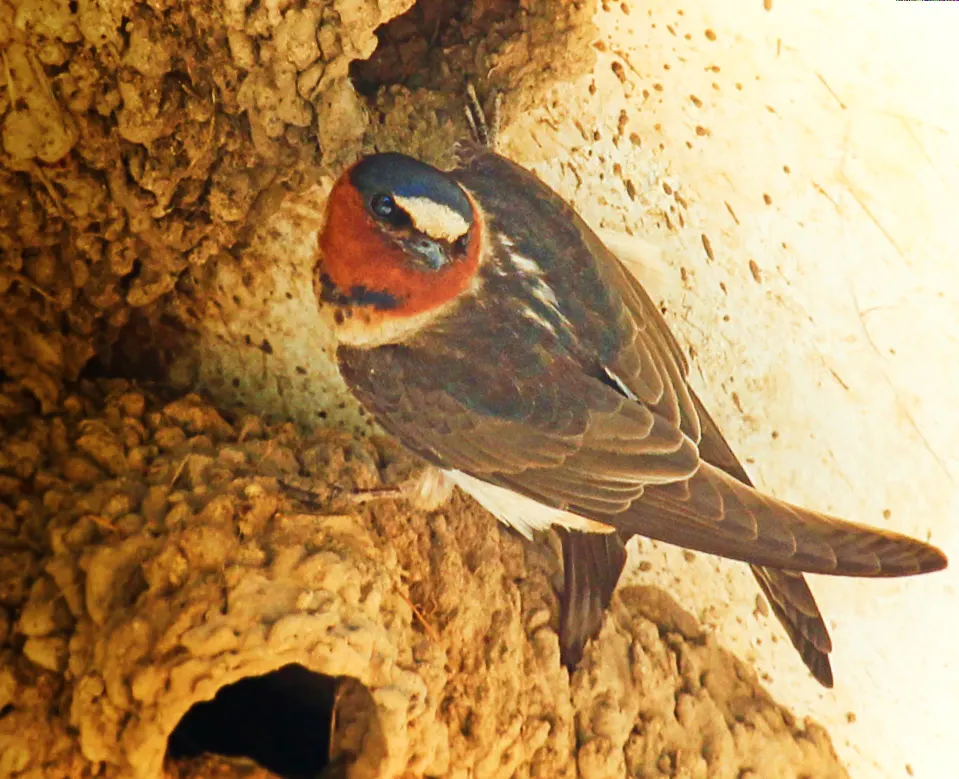 Cliff Swallow at Mission San Juan Capistrano 1