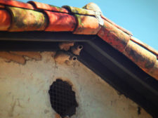 Cliff Swallow nests at Mission San Juan Capistrano 1