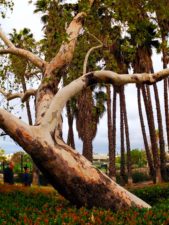 Eucalyptus Tree in Outdoor Sculpture Garden at LACMA Los Angeles 1
